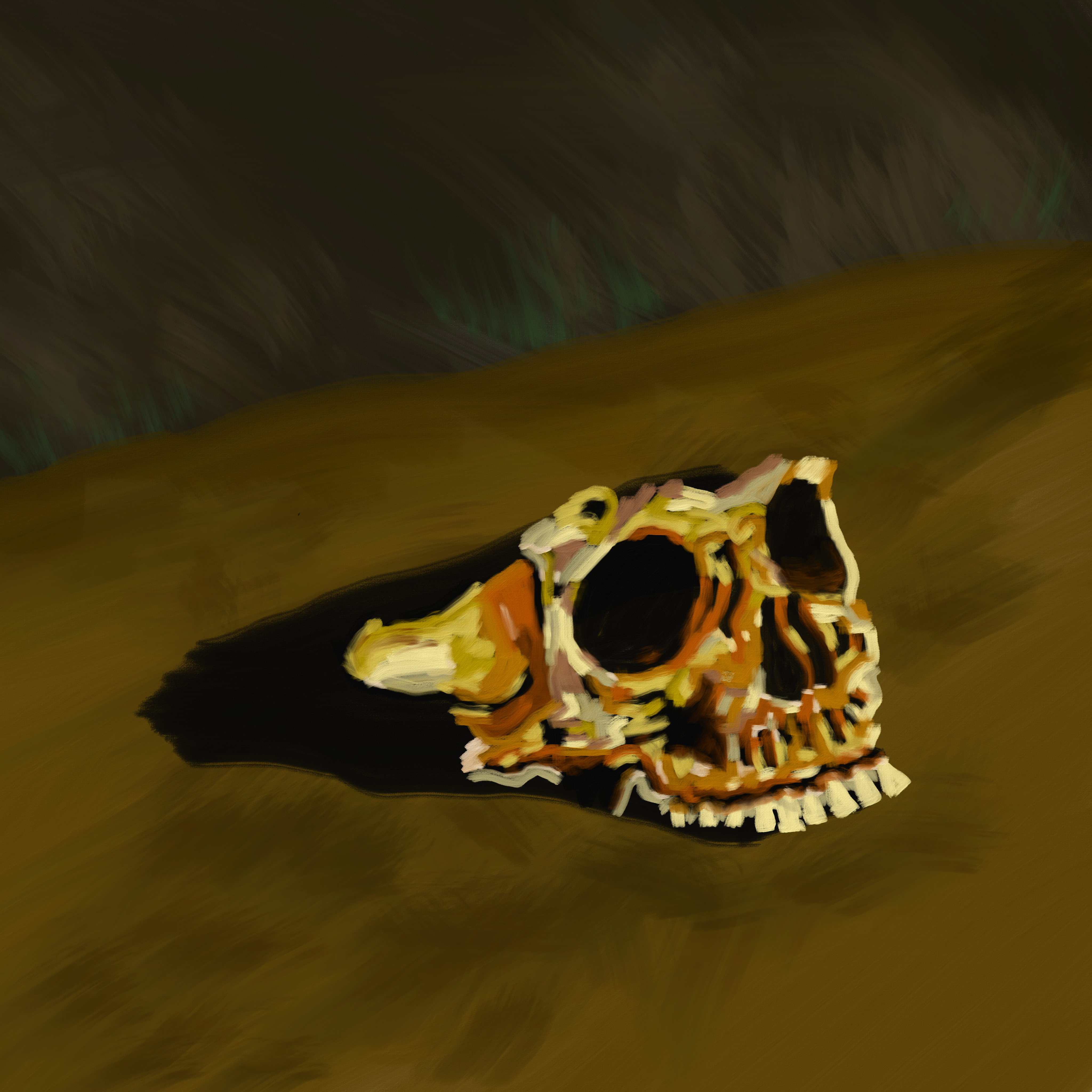 study of a skull